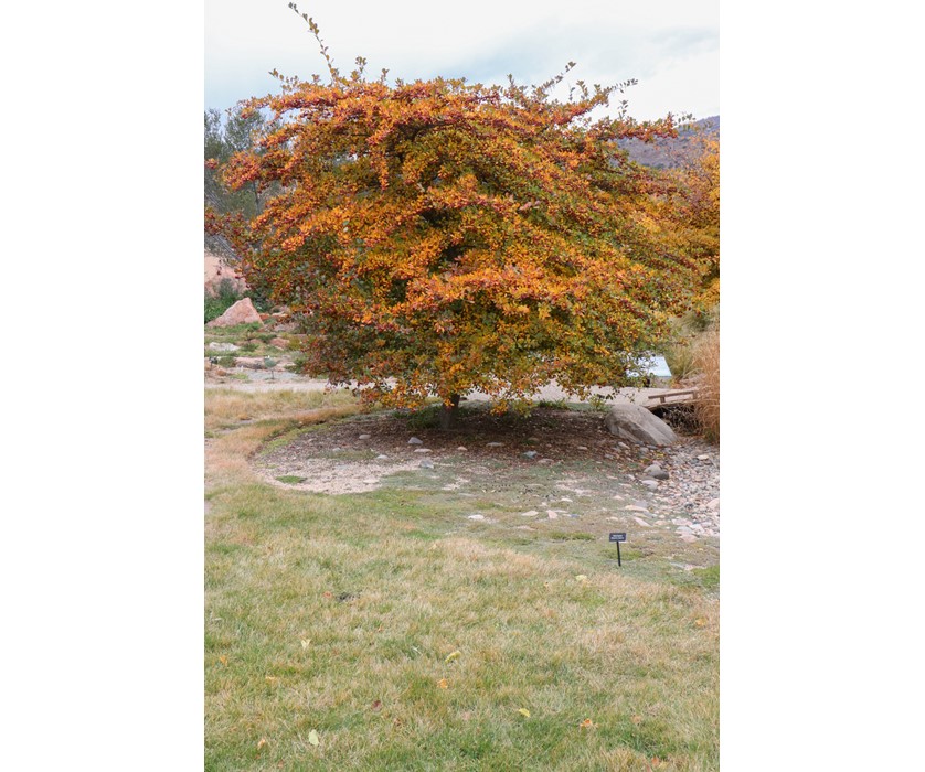 Cockspur Hawthorn